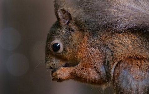 Red Squirrel Trail 1