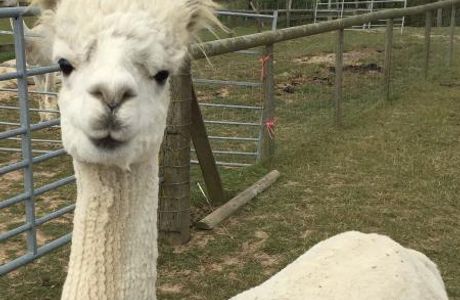 Alpaca Annie