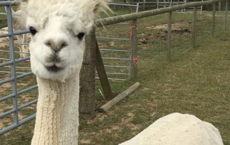Alpaca Annie 1