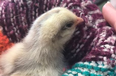 Water Fowl Sanctuary and Children's Farm