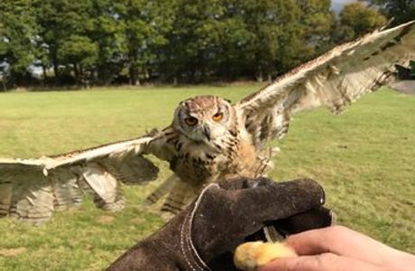 Sky Birds Of Prey