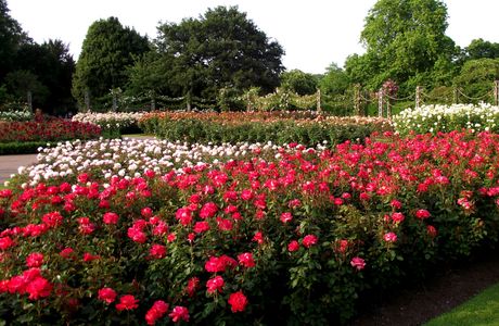 Dinky's Garden