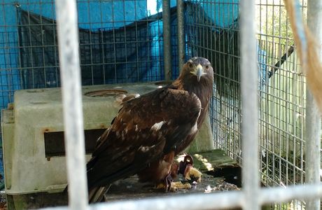 Wild Animal Rehabilitation Centre