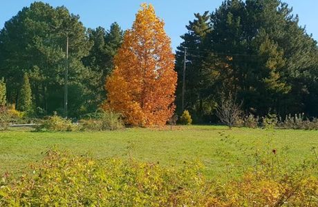 Dnipropetrovsk University Botanical Garden