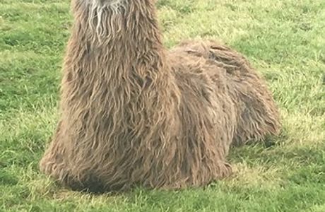 Hillview Llamas