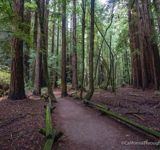 Armstrong Redwood State Reserve