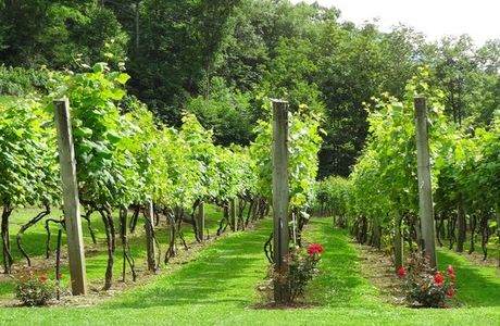 Grandfather Vineyard & Winery