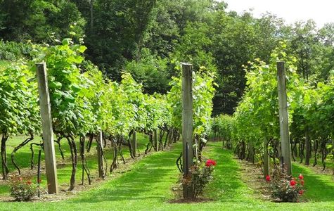 Grandfather Vineyard & Winery 1