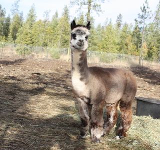 TerBest Alpacas