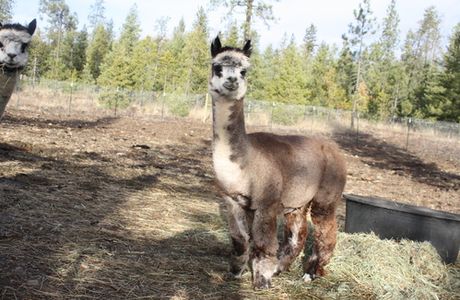 TerBest Alpacas