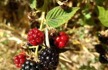 Edenberry Farm