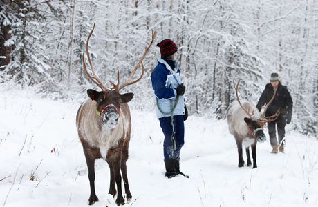 Running Reindeer Ranch