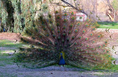 Peacocks at Hart Park