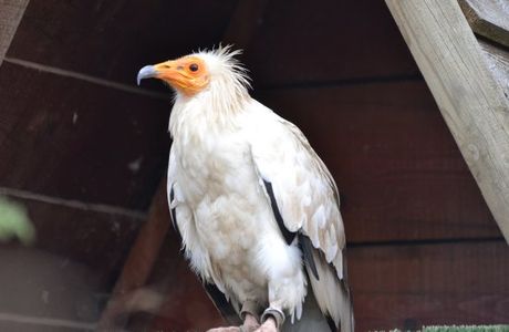 Les Aigles d'Aure - Volerie des Pyrenees