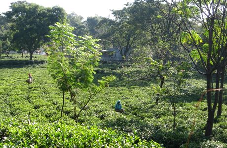 Palampur Tea Gardens