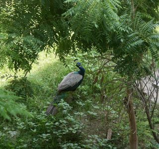 Chail Wildlife Sanctuary