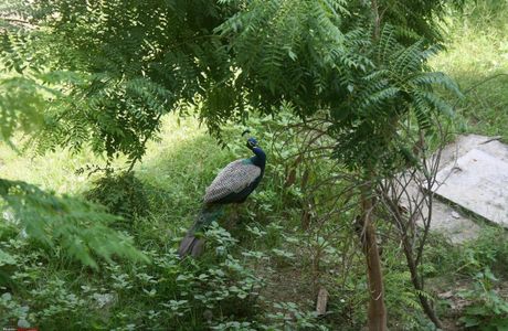 Chail Wildlife Sanctuary