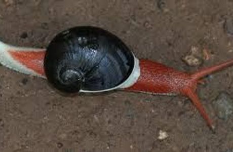 Fereikos snails