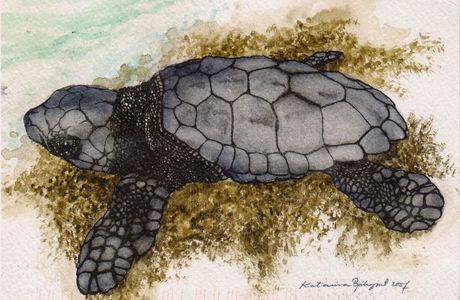 Archelon Sea Turtles Rescue Center