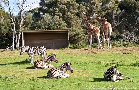 Werribee Open Range Zoo