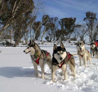 Australian Sleddog Tours