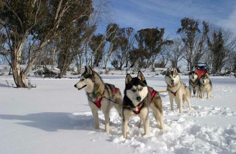 Australian Sleddog Tours