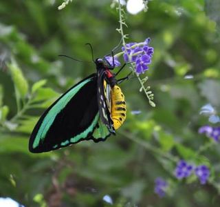 Batchelor Butterfly Farm and Pet Garden