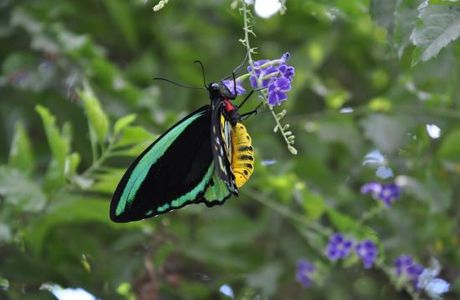 Batchelor Butterfly Farm and Pet Garden