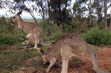 Horizons Kangaroo Sanctuary
