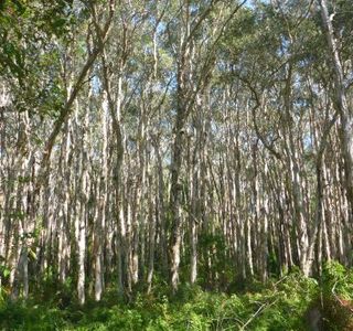Paperbark Forest Walk