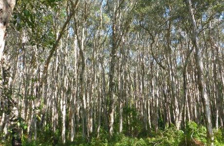 Paperbark Forest Walk