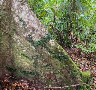Marrdja Botanical Walk