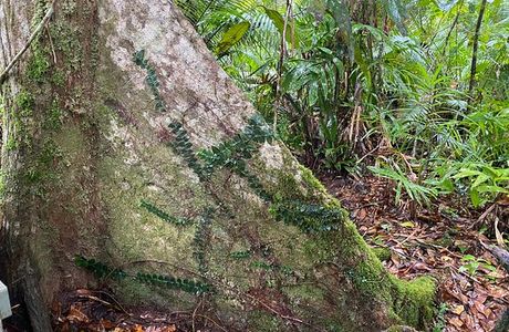 Marrdja Botanical Walk