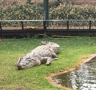 Snakes Downunder Reptile Park