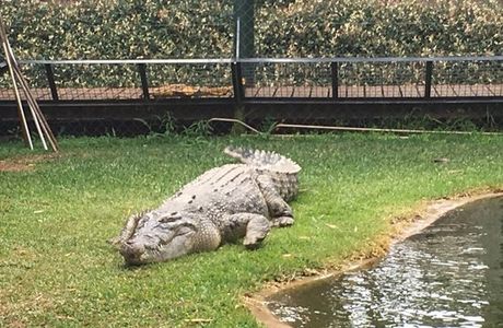 Snakes Downunder Reptile Park