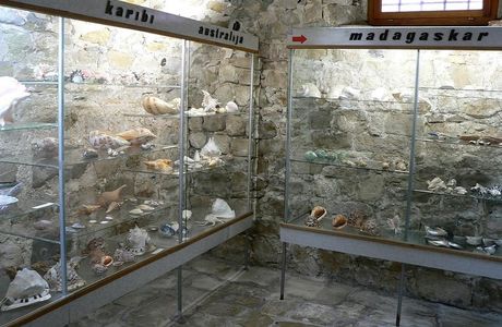 Shells Museum Malakoloski Muzej