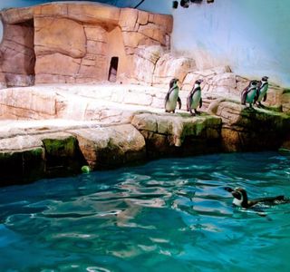 Ocean Aquarium