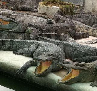 Crocodile Farm