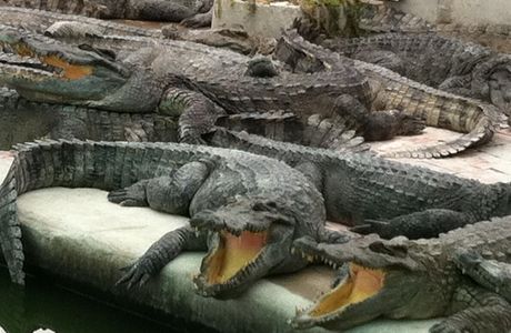 Crocodile Farm