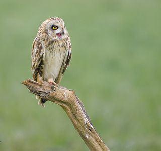 Singing Owl