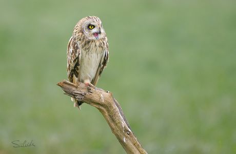 Singing Owl