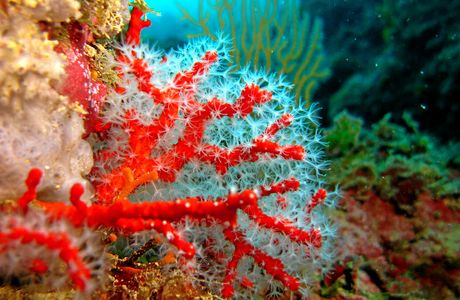Rosso Corallo