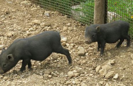 La Fattoria degli Animali