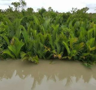Sundarbans