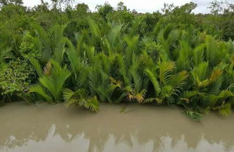 Sundarbans