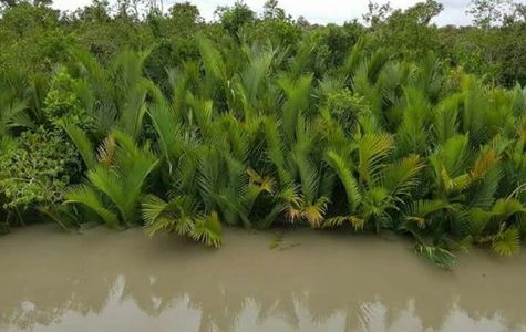 Sundarbans 1