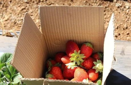 Laxmi Strawberry Farm