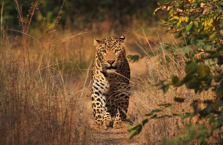 Umred Karhandla Wildlife Sanctuary