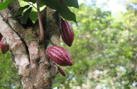 Abraham's Spice Garden