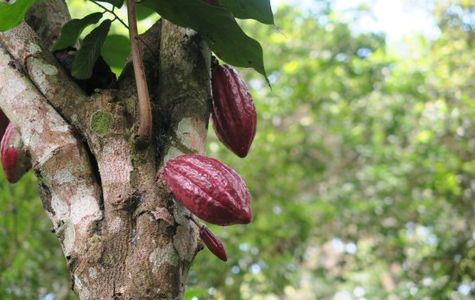 Abraham's Spice Garden 1